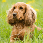 Cocker spaniel