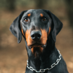 Dobermann