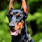 Dobermann Kuperad