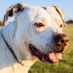 Dogo argentino