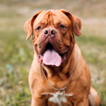 Dogue de bordeaux