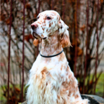 Engelsk setter