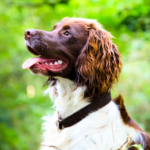 Engelsk springer spaniel