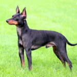 Engelsk toy terrier