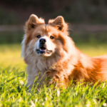 Eurasier