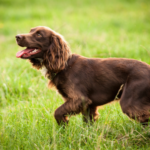 Field spaniel