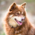 Finsk lapphund