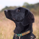 Flatcoated retriever