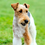 Foxterrier Strävhårig