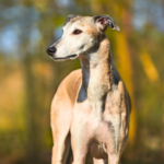 Galgo español