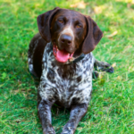 German shorthaired pointer