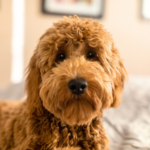 Goldendoodle