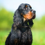 Gordon setter