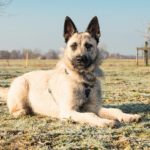 Hollandse herdershond Strävhårig