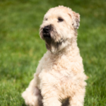 Irish softcoated wheaten terrier