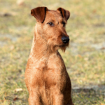 Irländsk terrier