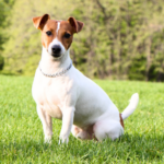 Jack russell terrier Släthårig