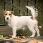 Jack russell terrier Strävhårig