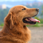 Jaktgolden retriever