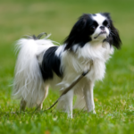 Japanese Chin