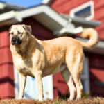 Kangal