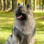 Keeshond