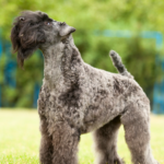 Kerry blue terrier