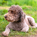 Lagotto romagnolo