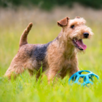 Lakelandterrier