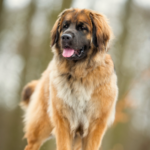 Leonberger