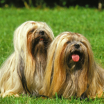 Lhasa apso Långklippt