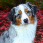 Miniature american shepherd