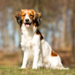 Nederlandse kooikerhondje