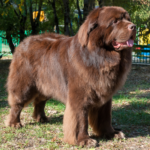 Newfoundlandshund