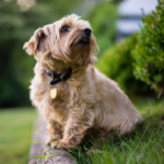 Norfolkterrier