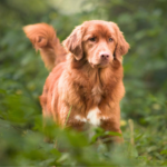 Nova scotia duck tolling retriver