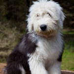 Old english sheepdog