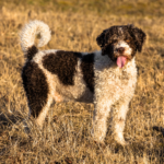 Perro de agua español