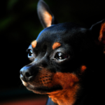 Pinscher