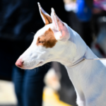 Podenco ibicenco Korthårig