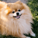 Pomeranian