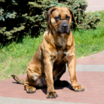 Presa canario