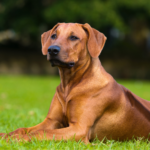 Rhodesian ridgeback