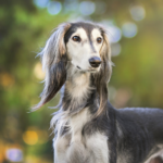 Saluki Långhårig