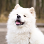 Samojedhund