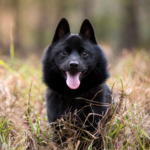 Schipperke