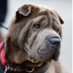 Shar pei