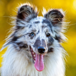 Shetland sheepdog