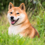 Shiba