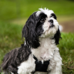 Shih tzu Kortklippt